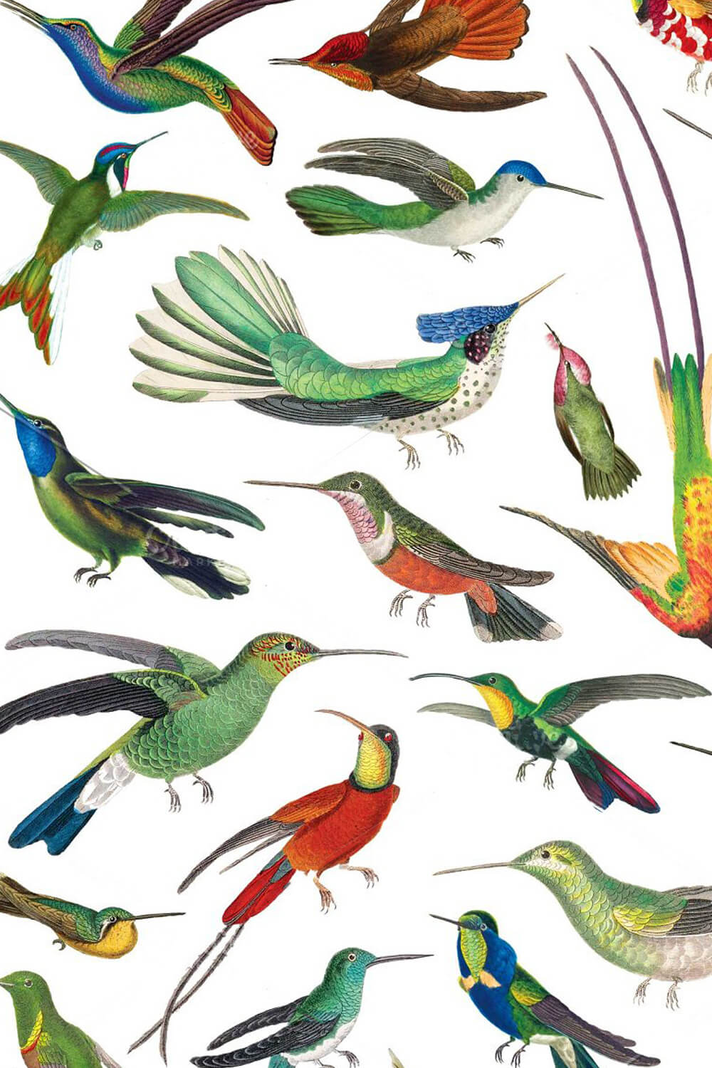 Many different hummingbirds in flight on a white background.