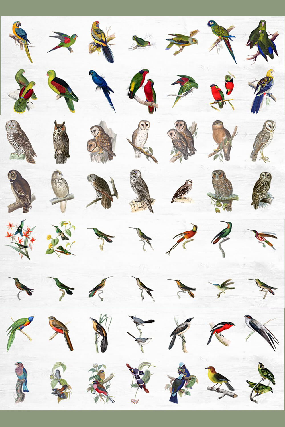 Fifty-six drawings of tropical birds.