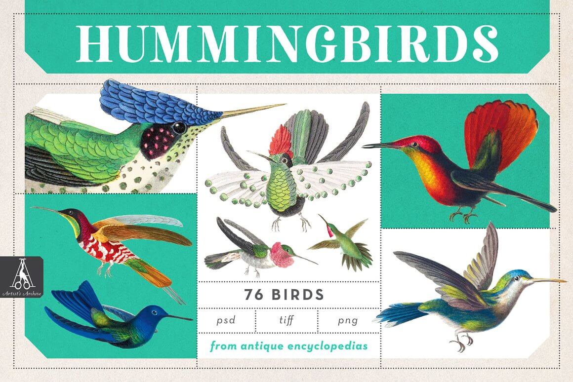 Hummingbirds outlined in italics and title.