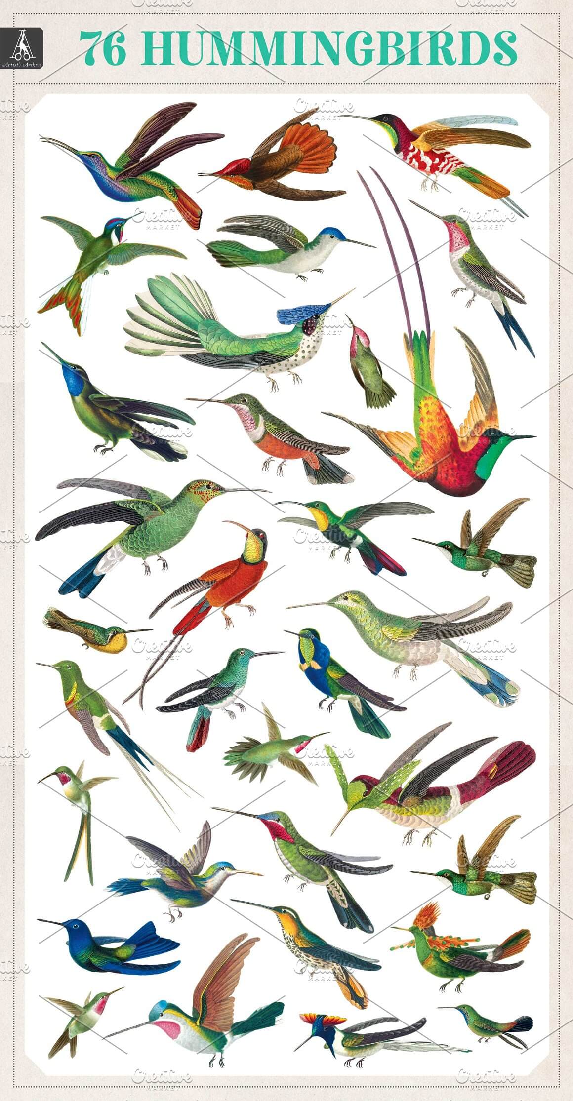 Seventy-six images of a Hummingbird in a gray frame.