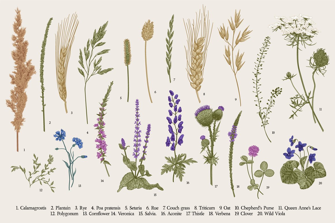 Spikelets, blue flowers, and other plants in the image.
