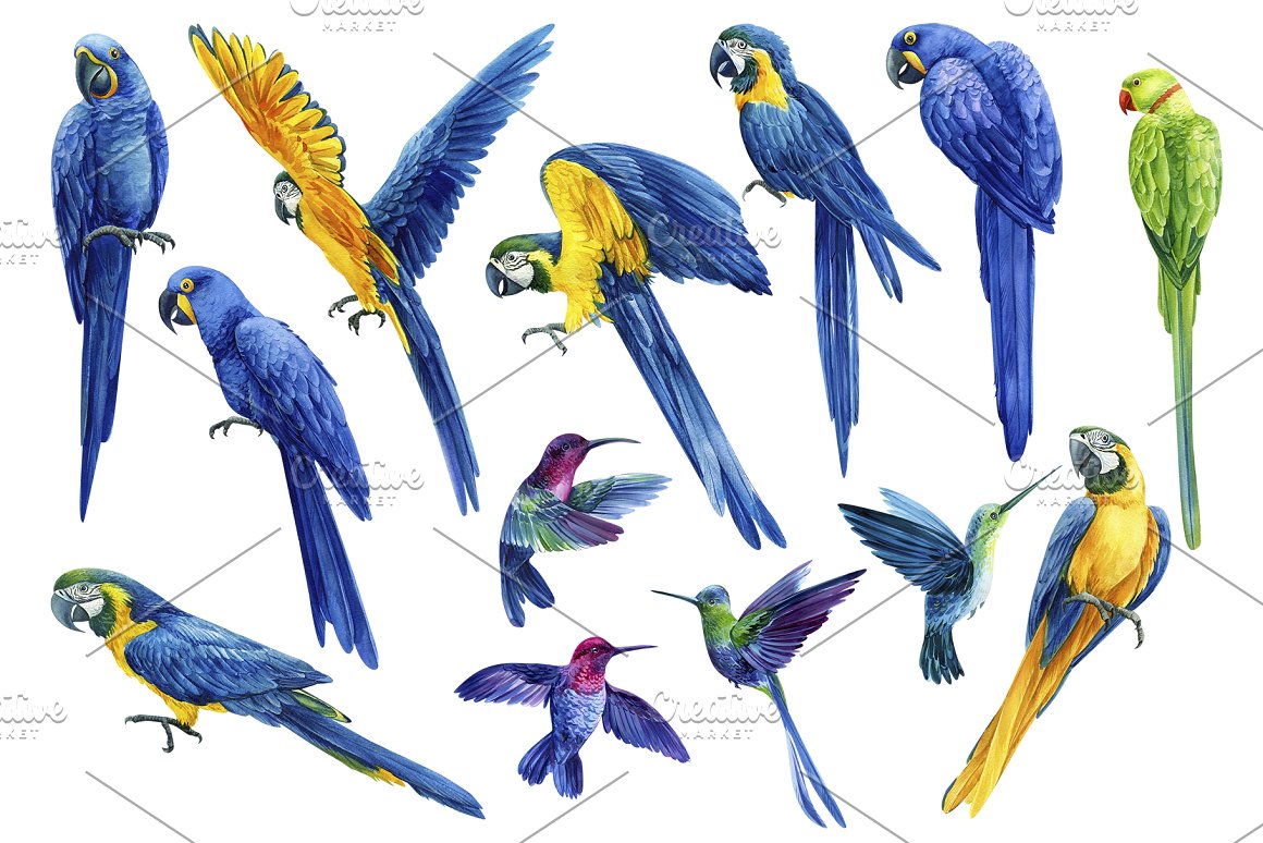 Yellow-blue parrot.