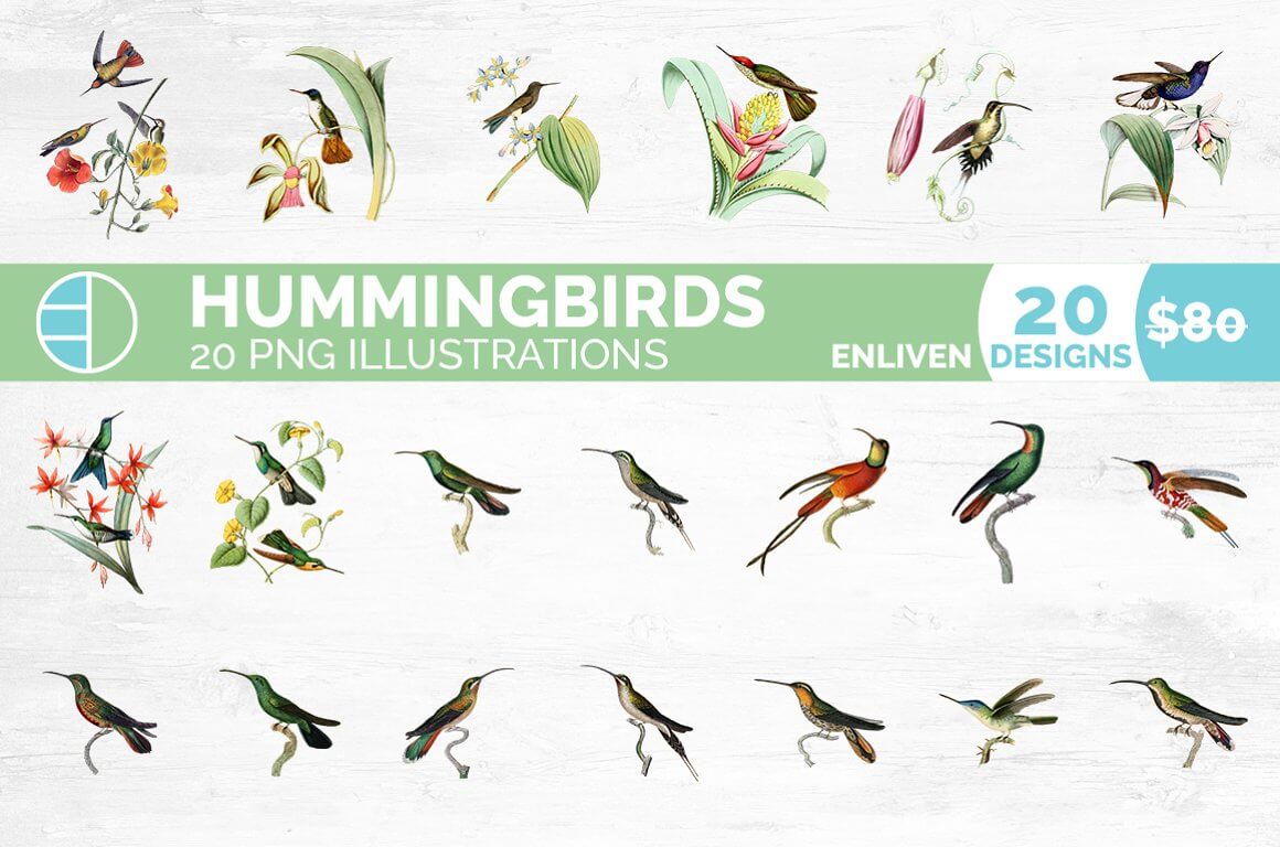 Inscription Hummingbirds 20 PNG Illustrations.