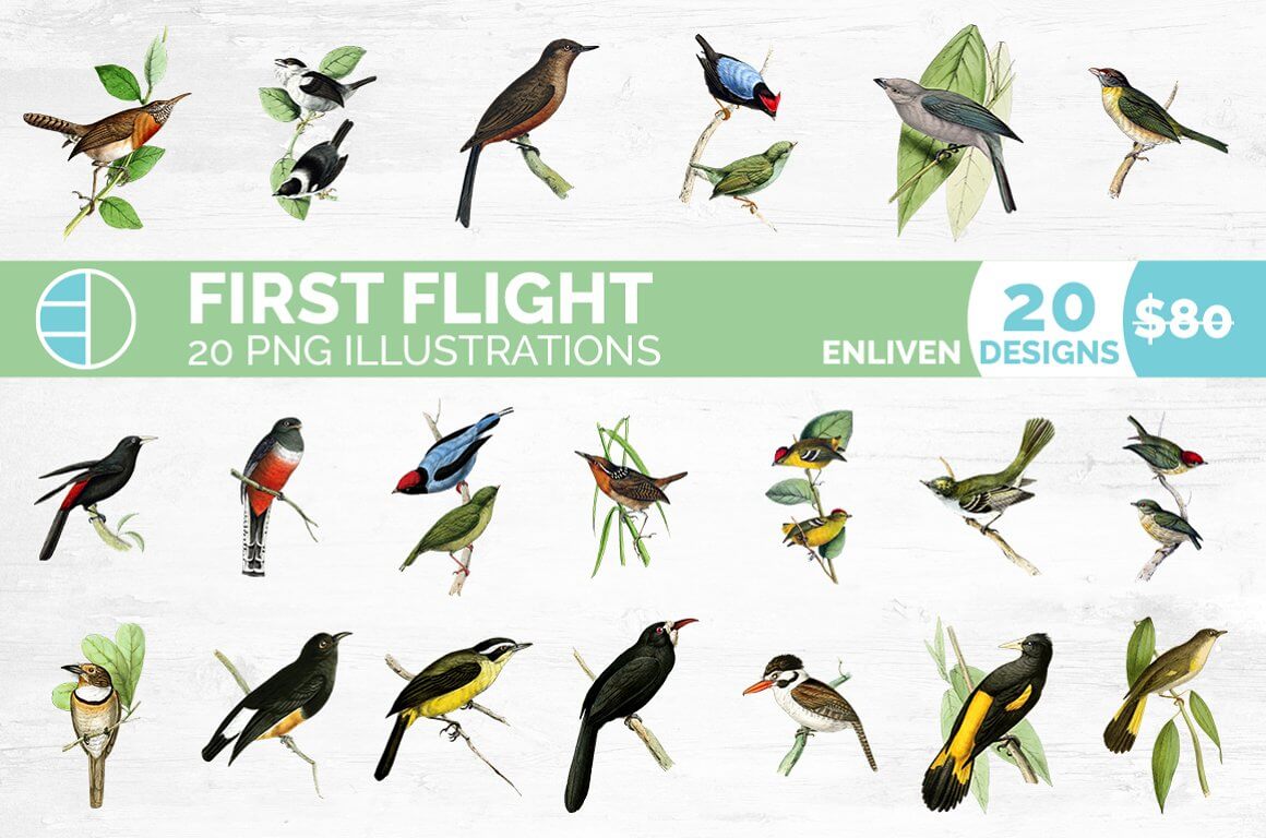 Bird Bundle, First Flight 20 PNG Illustrations, Enliven Designs.