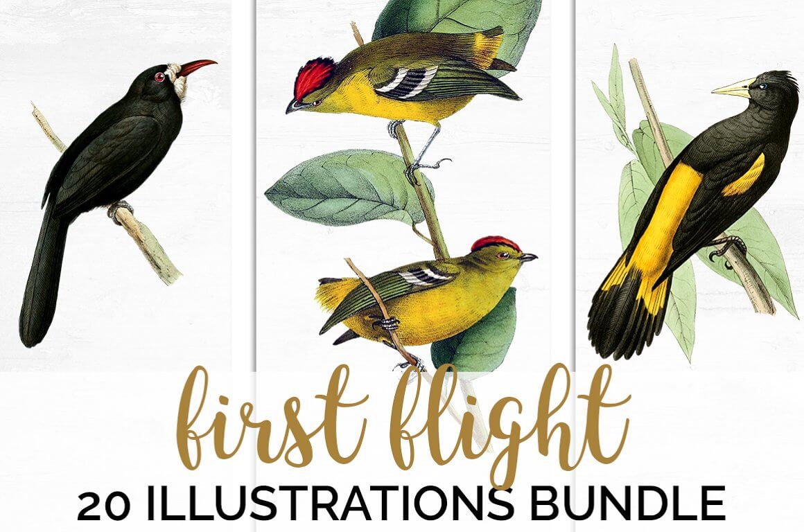 Birst Blight 20 Illustrations Bundle.