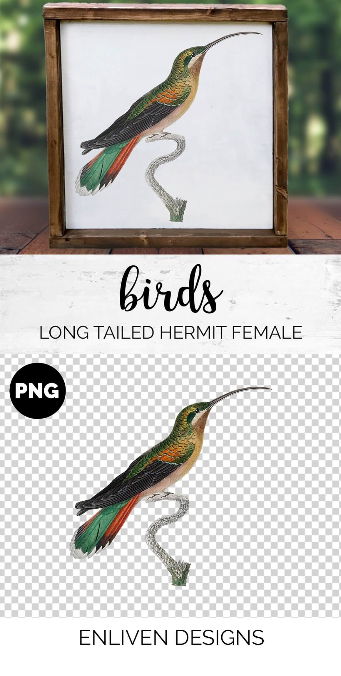 Birds Long Tailed Hermit Female, Enliven Designs.