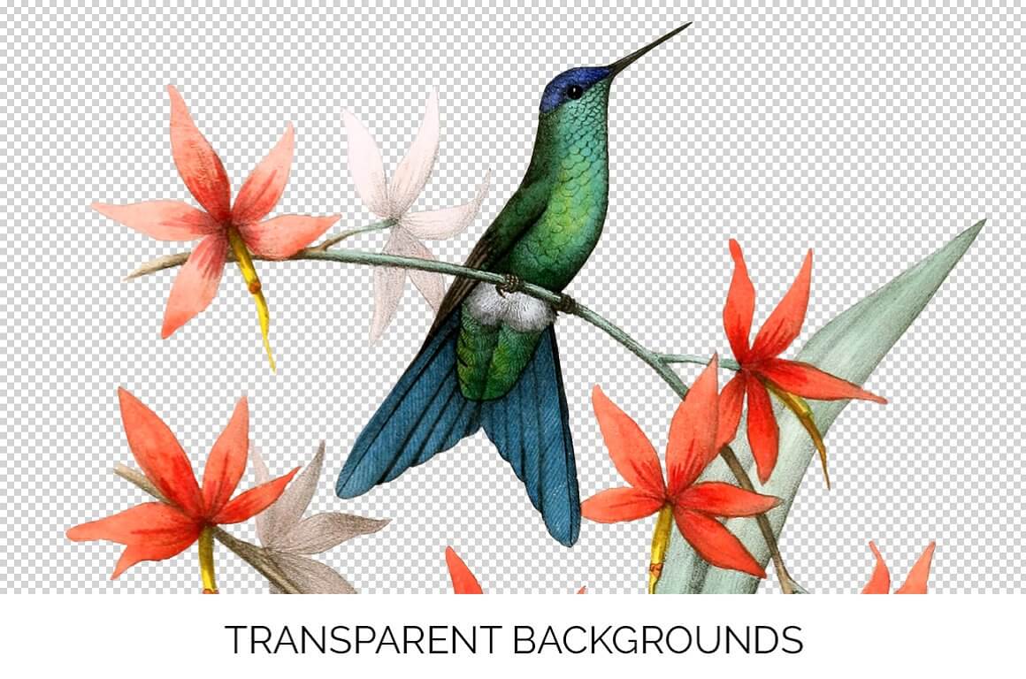 Hummingbird on Transparent Backgrounds.