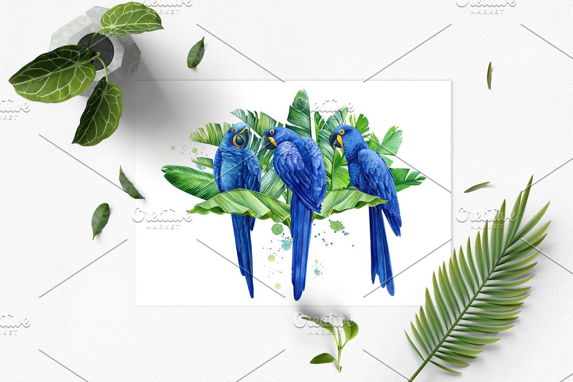 Blue tropical birds in the picture.