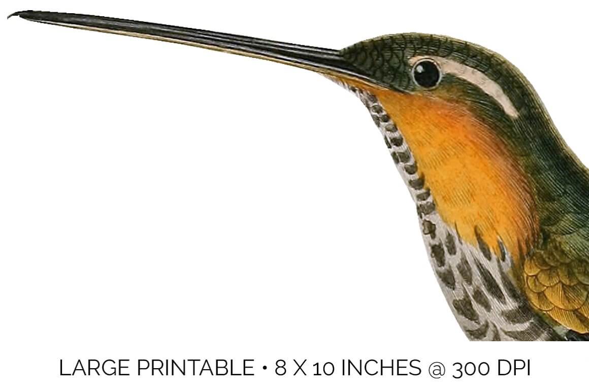 Large Printable Hummingbird 8 X 10 Inches @ 300 DPI.