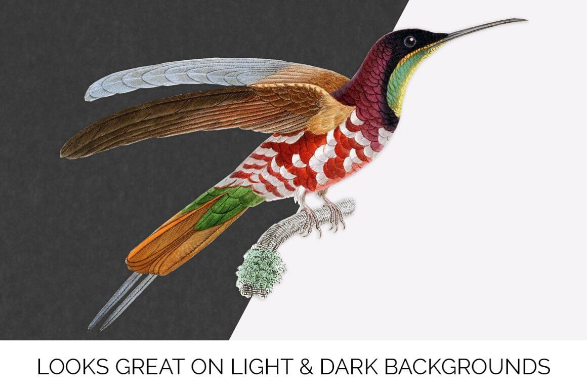 Рummingbird Looks Great on Light & Dark Backgrounds.