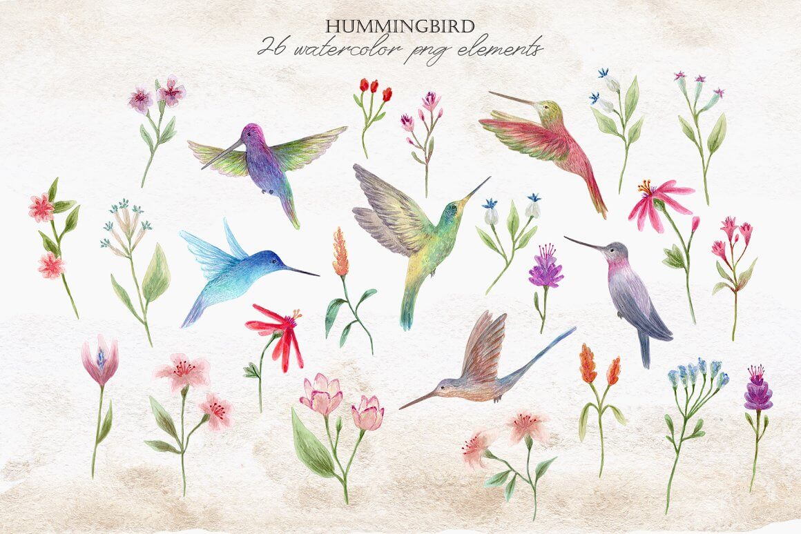 26 watercolor elements: hummingbirds and flowers.