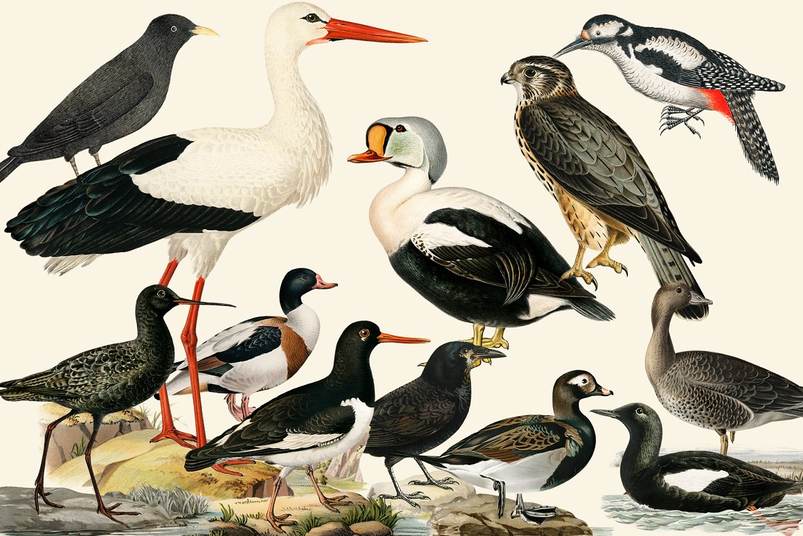 Storks and ducks and other birds.