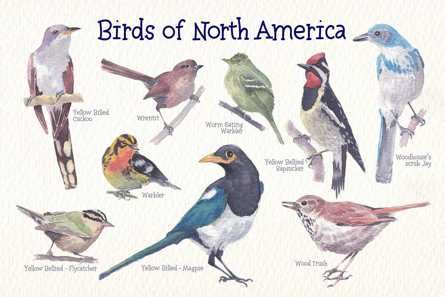 Colorful and different-looking birds for your botanical project.