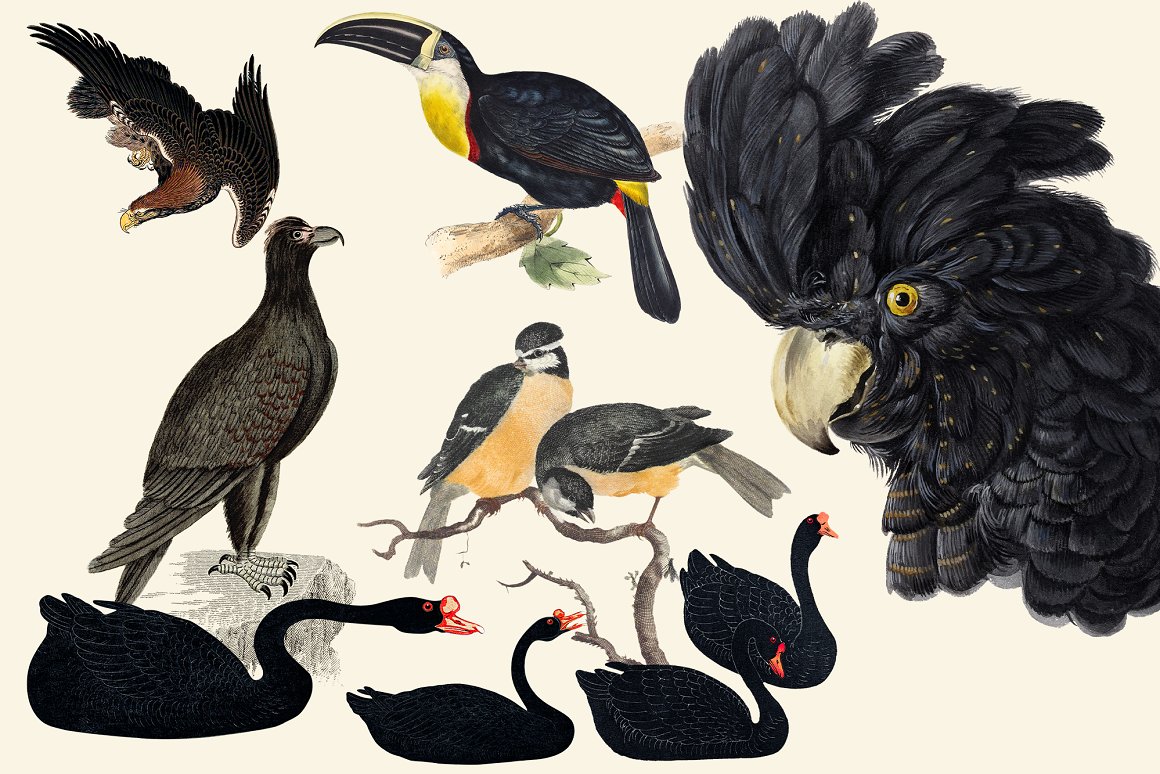 Black geese, parrots and other birds.