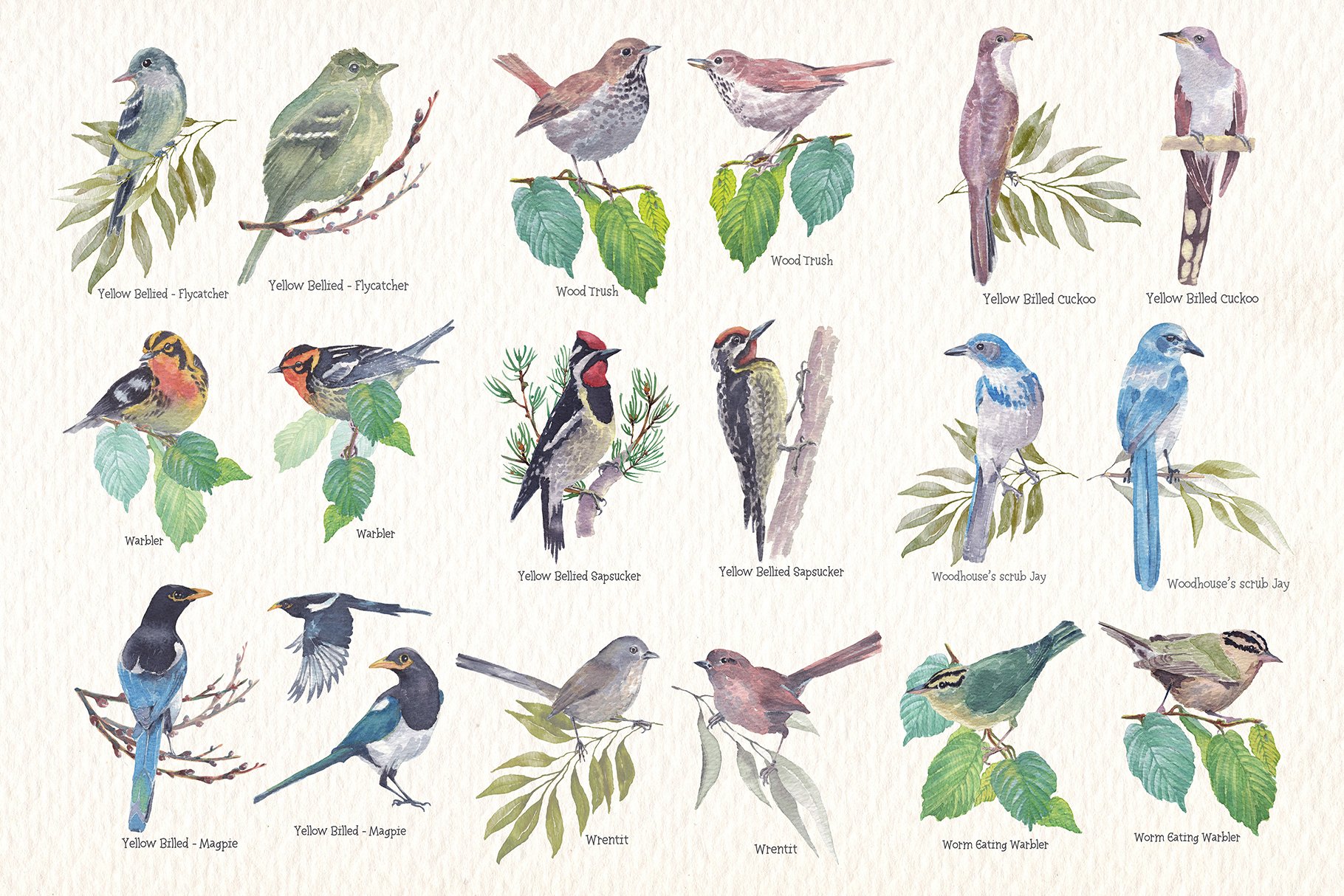 Different birds are depicted on trees.