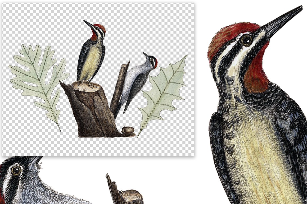 Print with woodpeckers for any background.