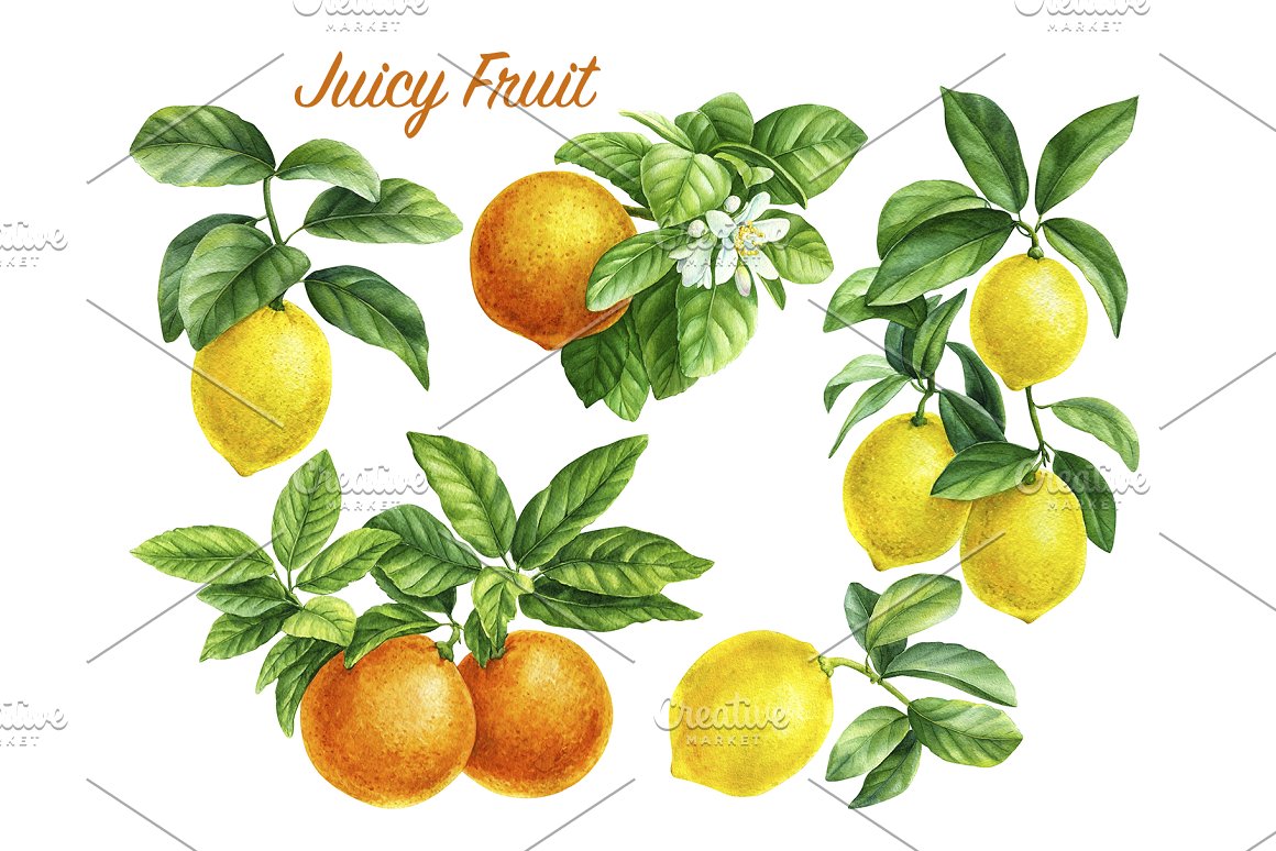 7Lemons and oranges are depicted.