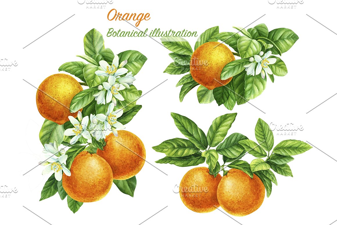 Wonderful oranges for you.
