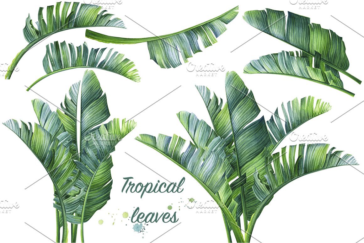 Tropical leaves of plants.