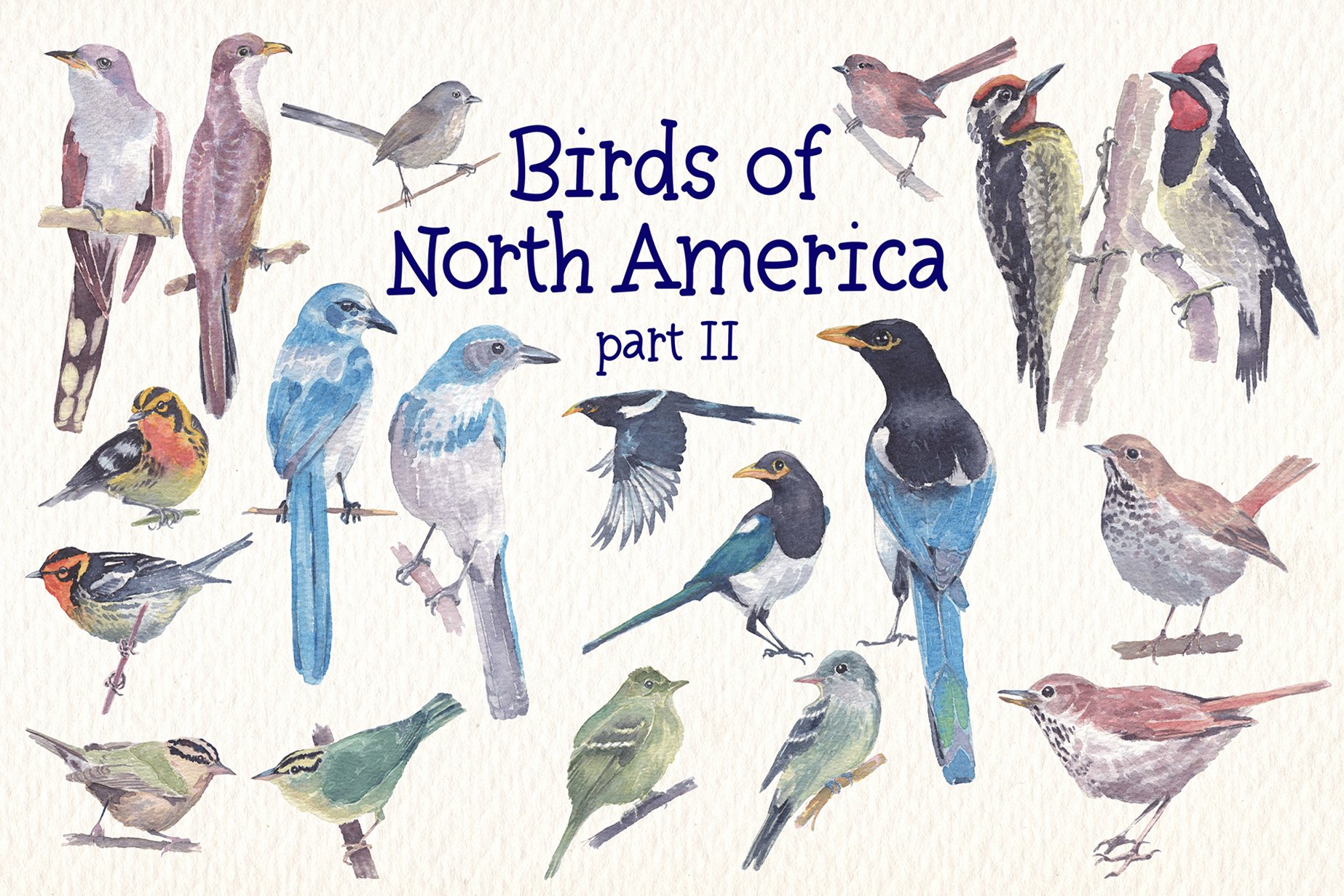 Birds in the image that are found in the north of America.