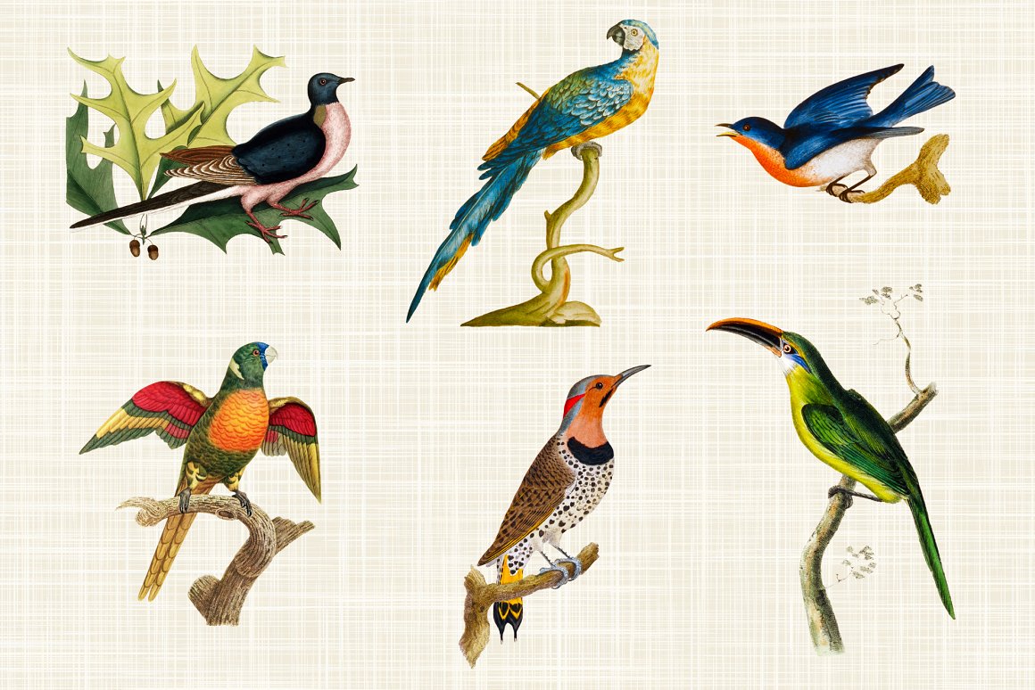 Birds on branches of different species and colors.