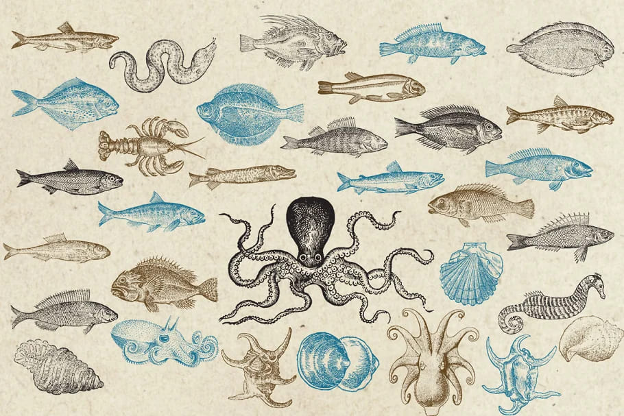antique sea creatures illustrations.