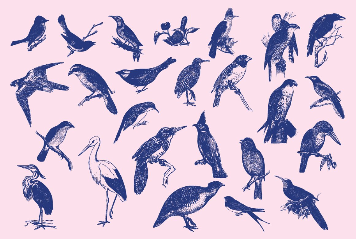 Many birds on the branches on a pink background ..