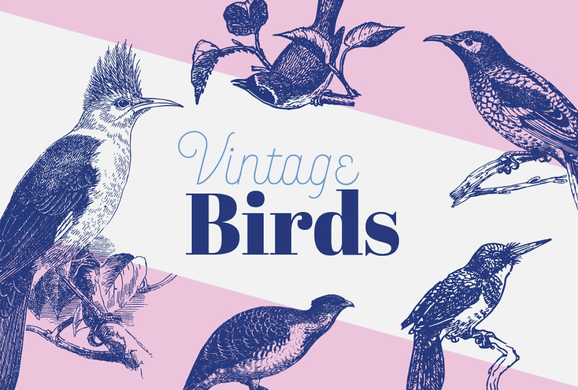 Vintage prints of birds on a pink background.
