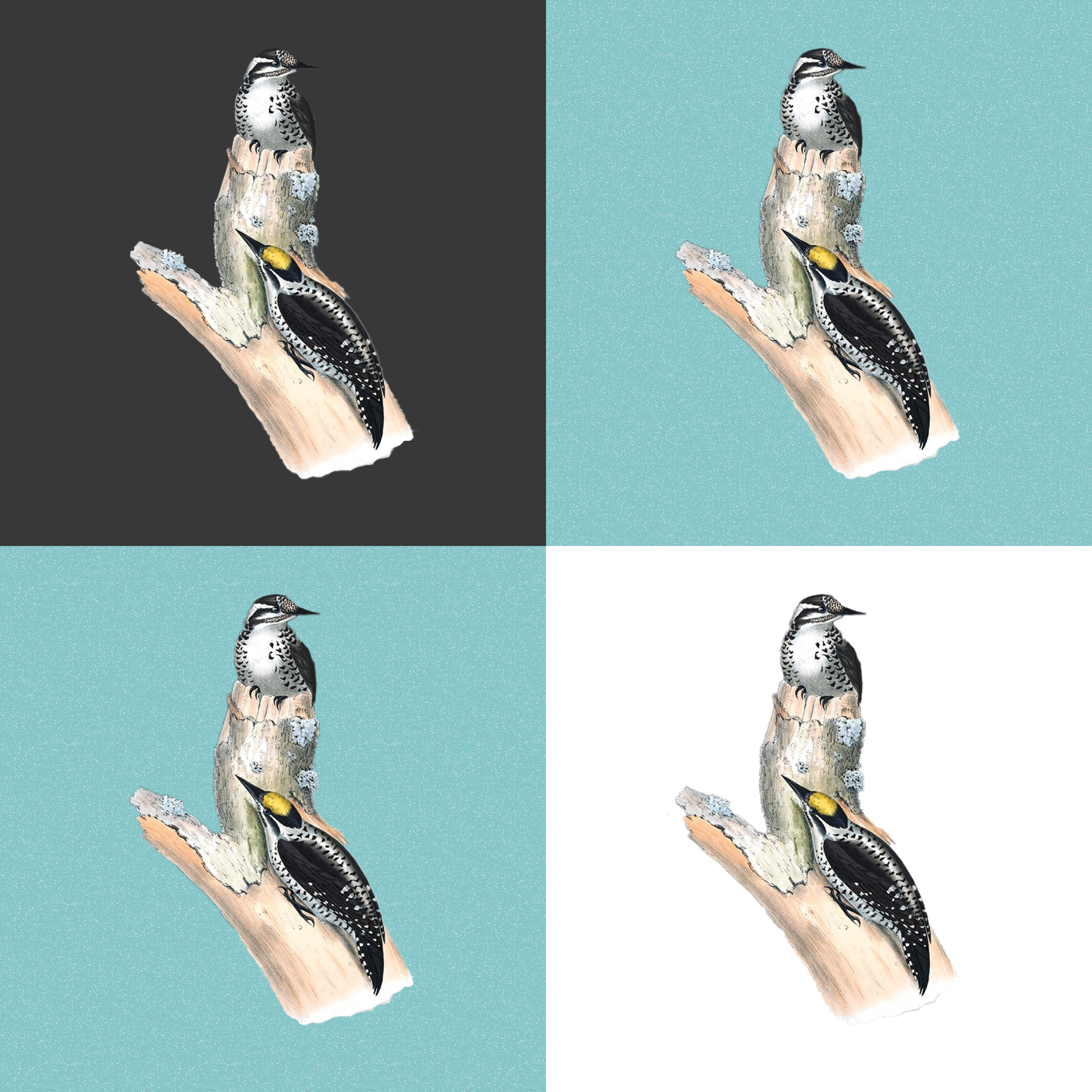 Preview of four pictures with woodpeckers on a branch.