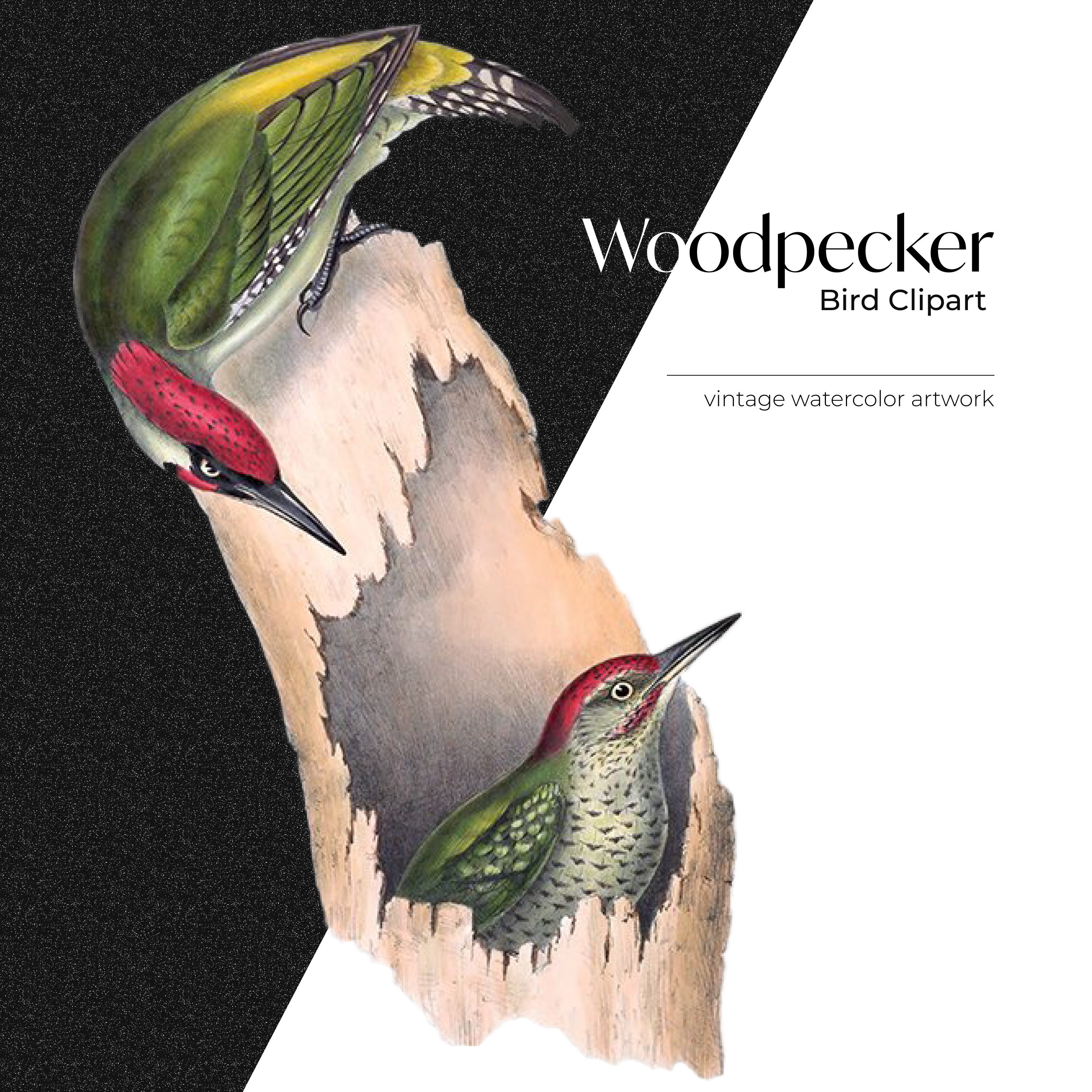 Wonderful woodpeckers in the image on a white background.