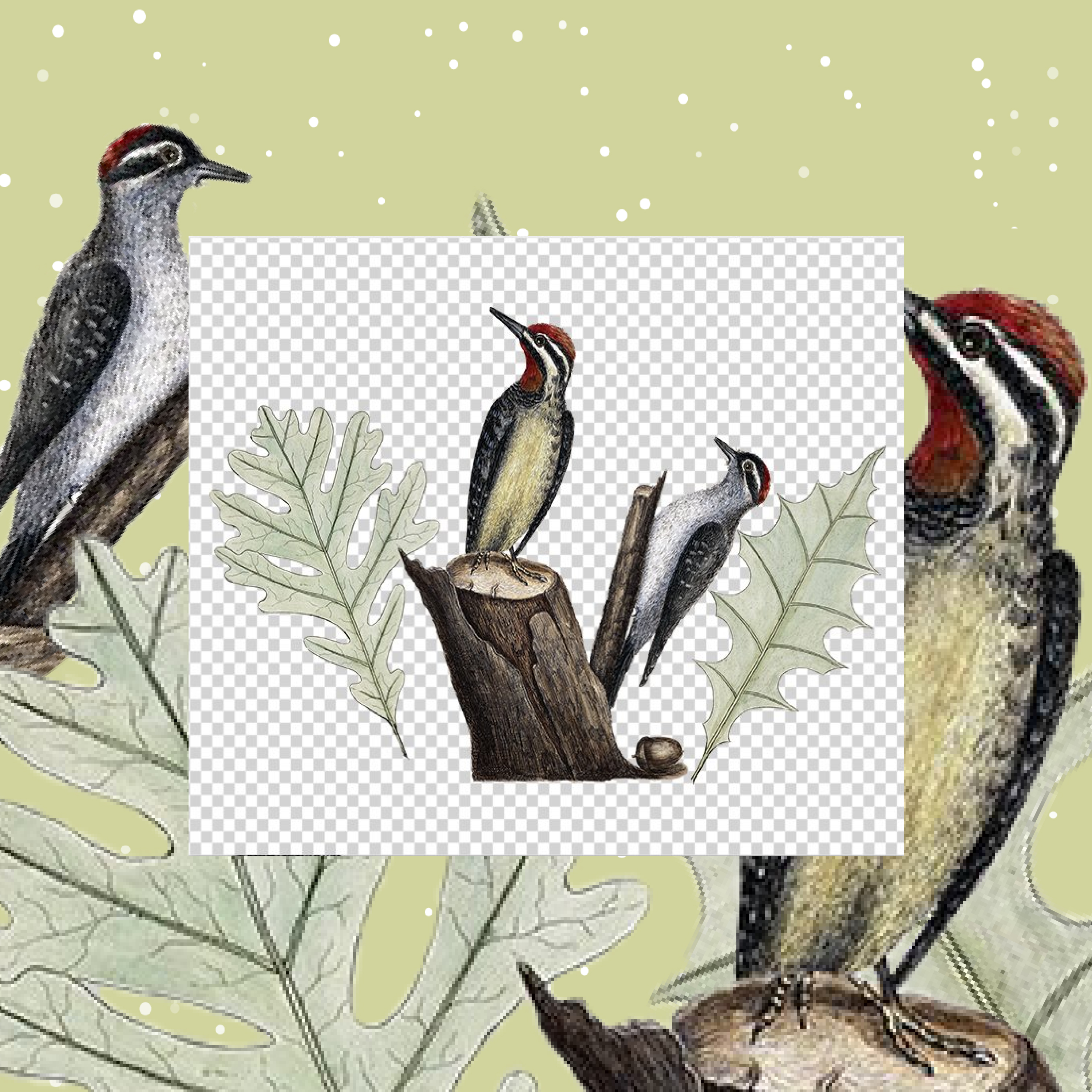 The image of woodpeckers looks very interesting.