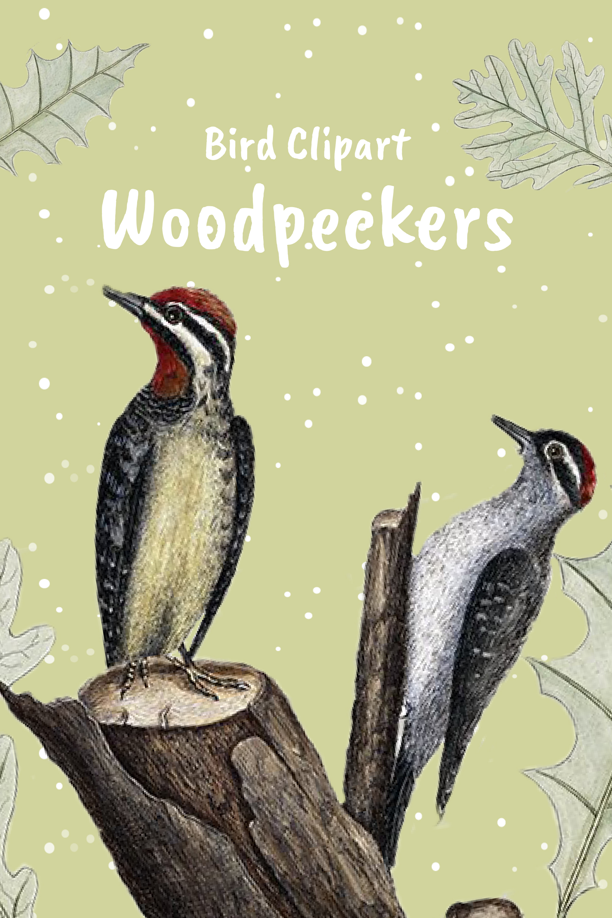 Bird clipart woodpeckers of pinterest.