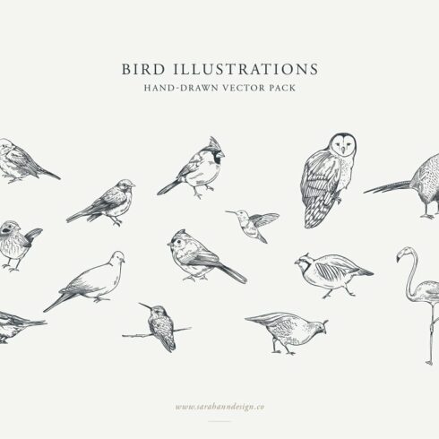 Bird Illustrations: Vector Pack | Master Bundles