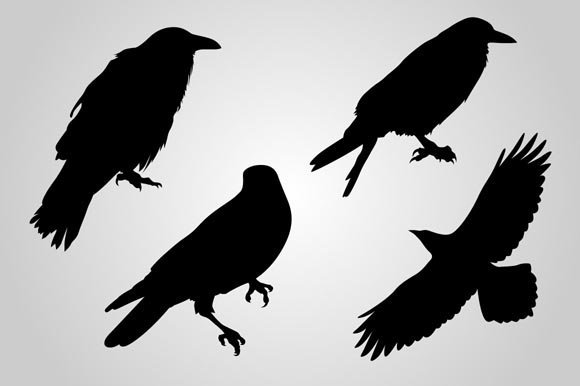 Black crows in the image with a white background.