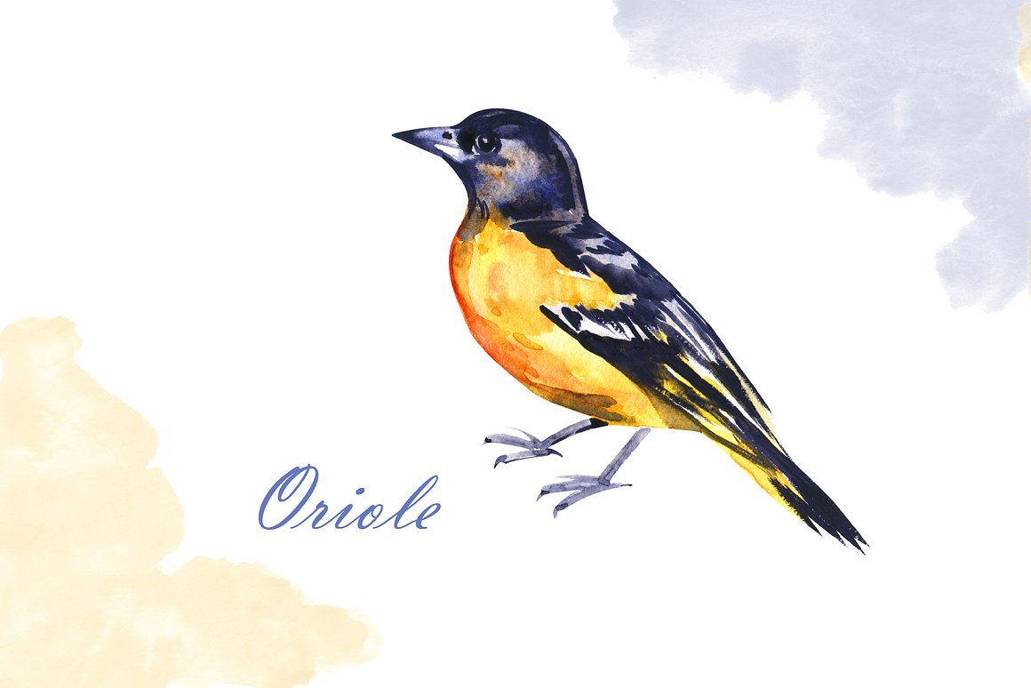Oriole in the image on a blue and yellow background.