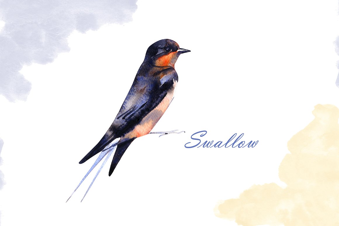 Swallow black with red neck and beige belly.