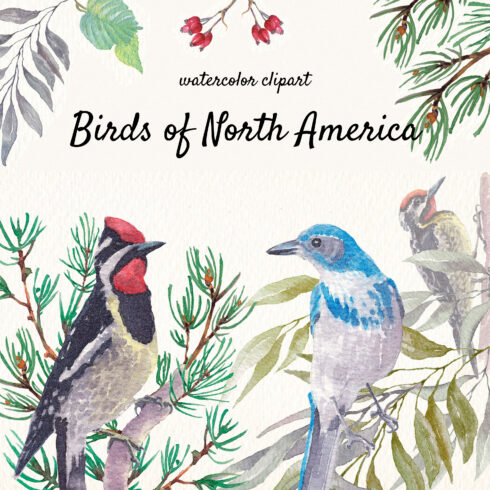 Birds of north america part ii watercolor clipart.