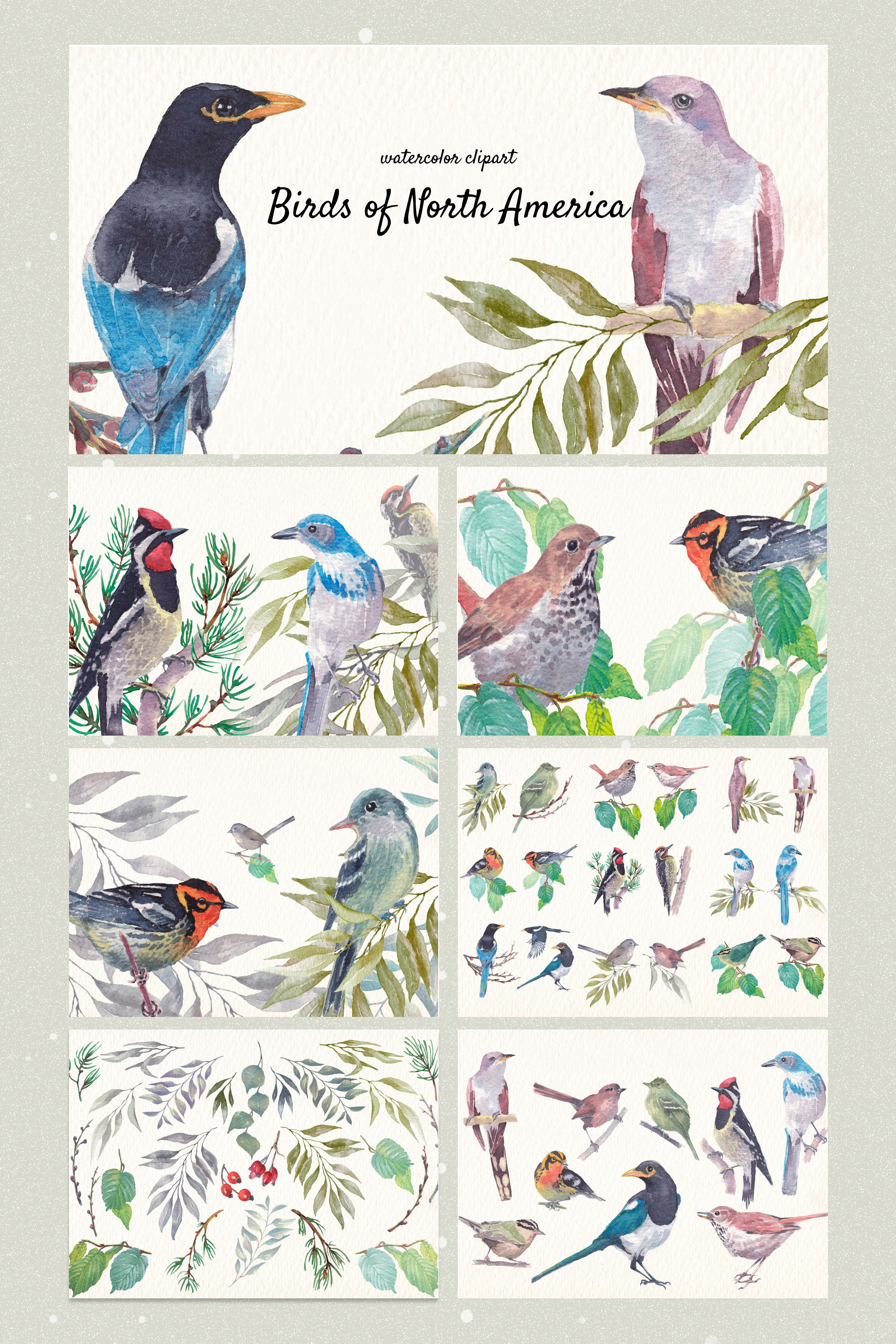 Birds of north america part ii watercolor clipart of pinterest.