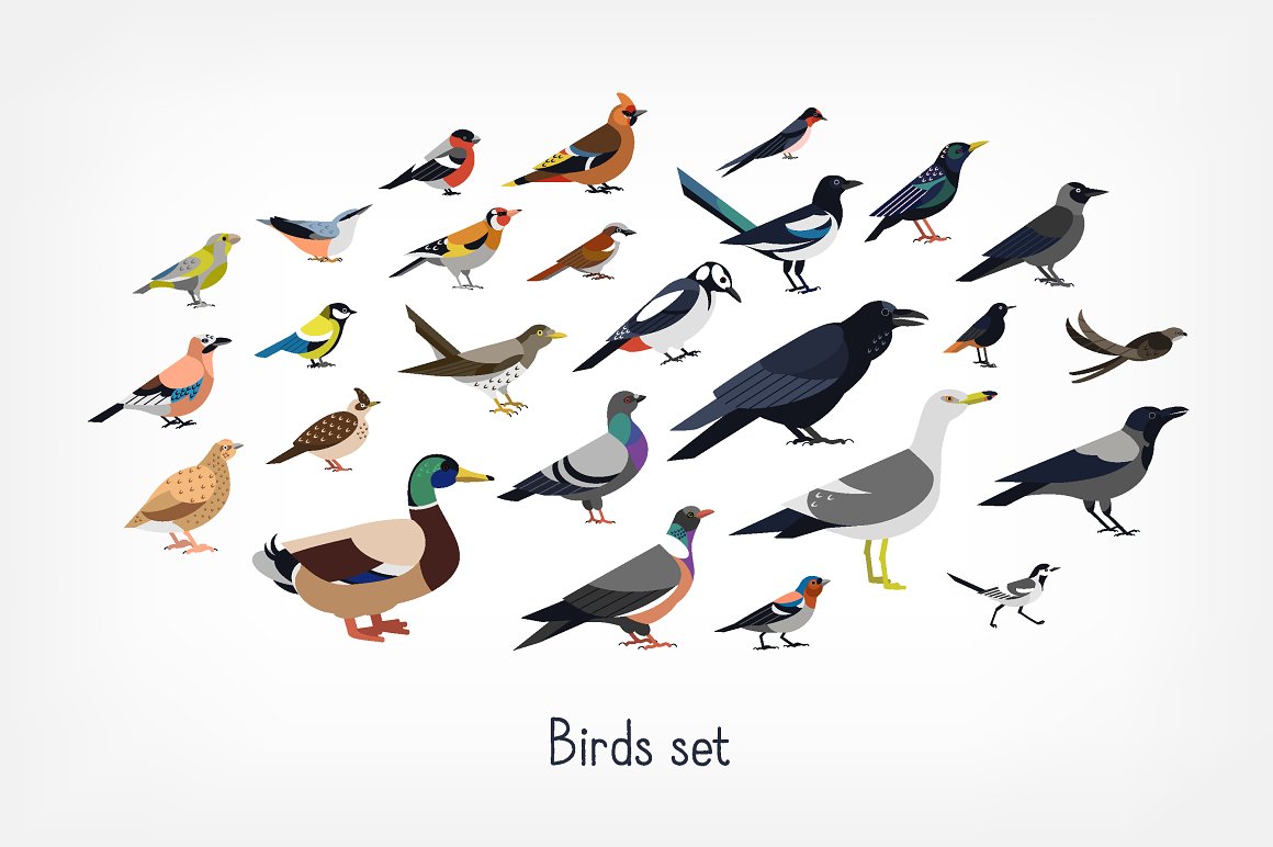 Set of different and colorful birds.