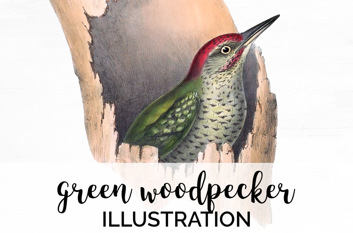 Print of a woodpecker sitting on a branch with a red head.