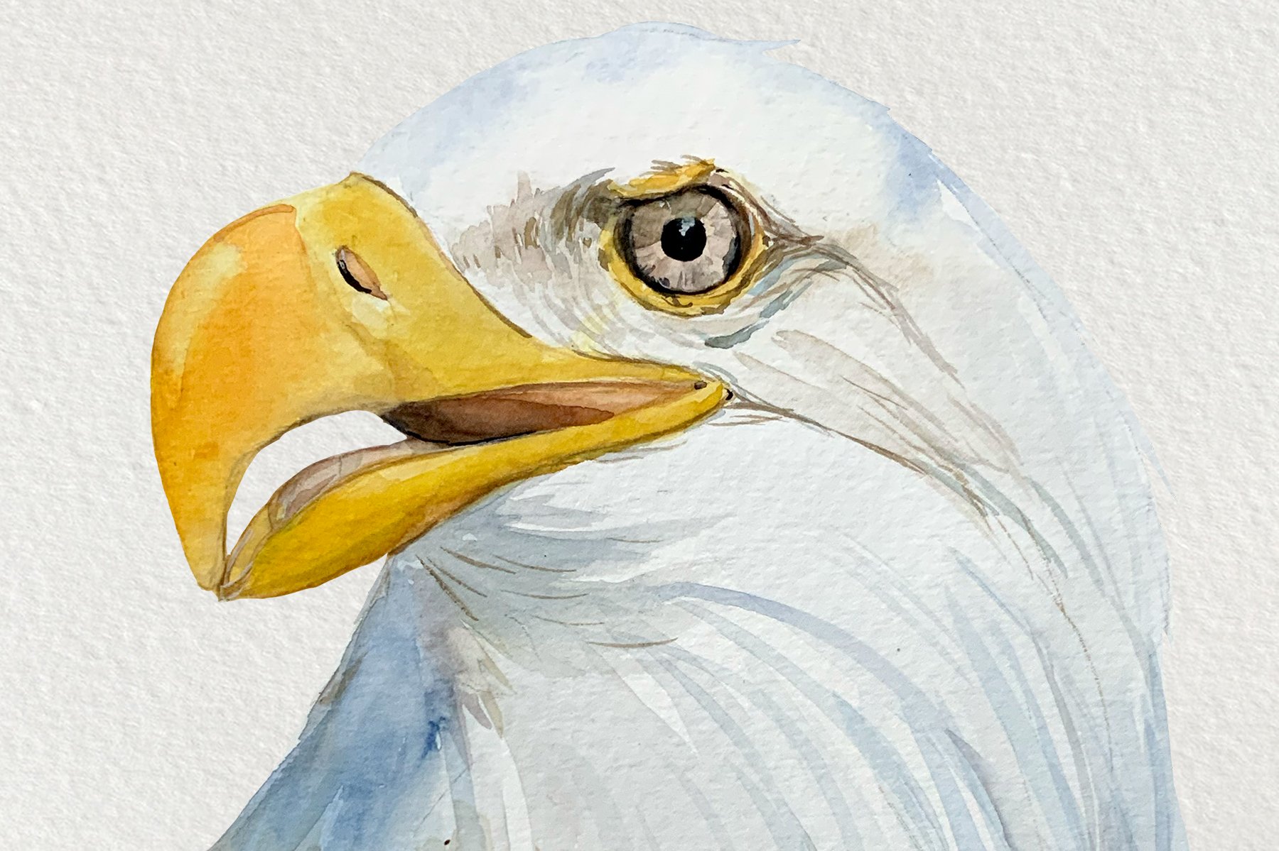 Preview picture of an eagle close up.