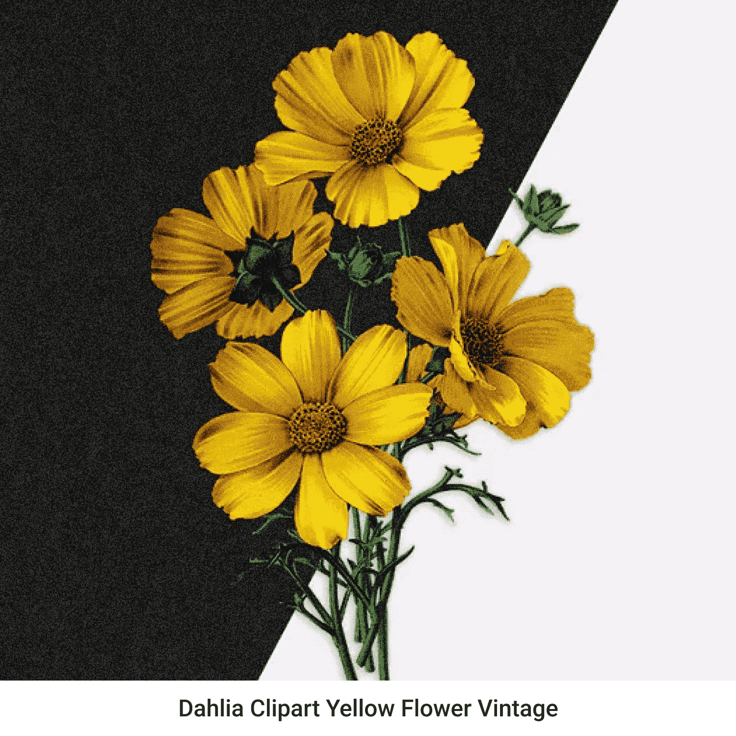 Dahlia Clipart Yellow Flower Vintage - Preview Image.