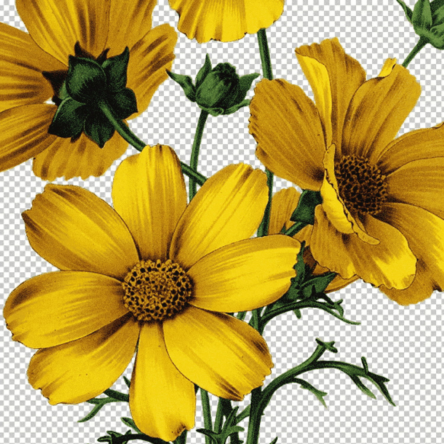 Dahlia Clipart Yellow Flower Vintage - Image Without Background.