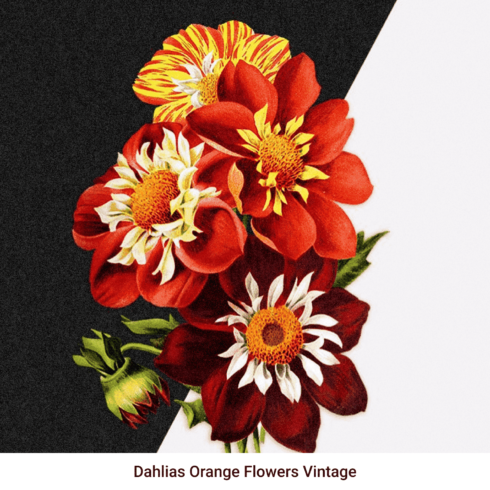 Dahlias Orange Flowers Vintage - Preview Image.