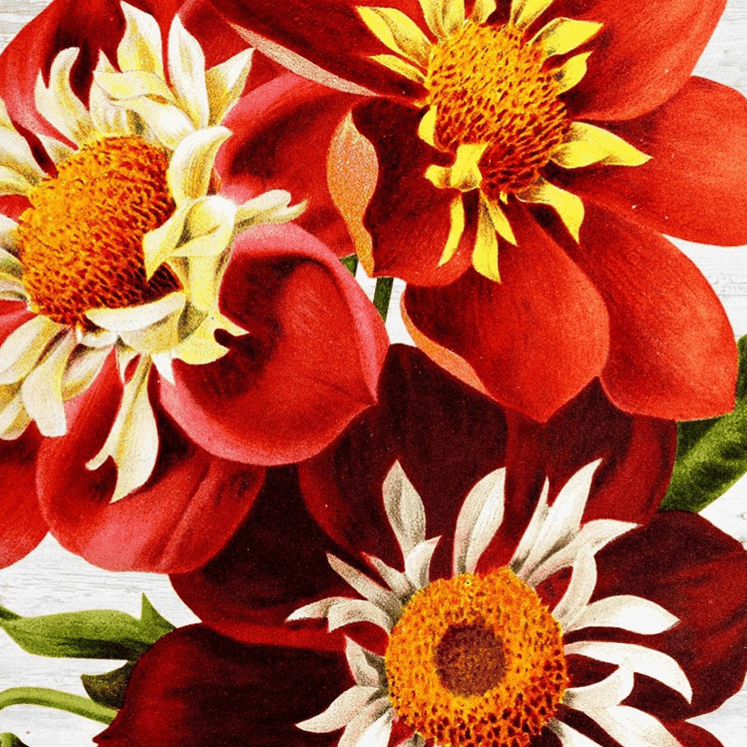 Dahlias Orange Flowers Vintage - Cover Image.
