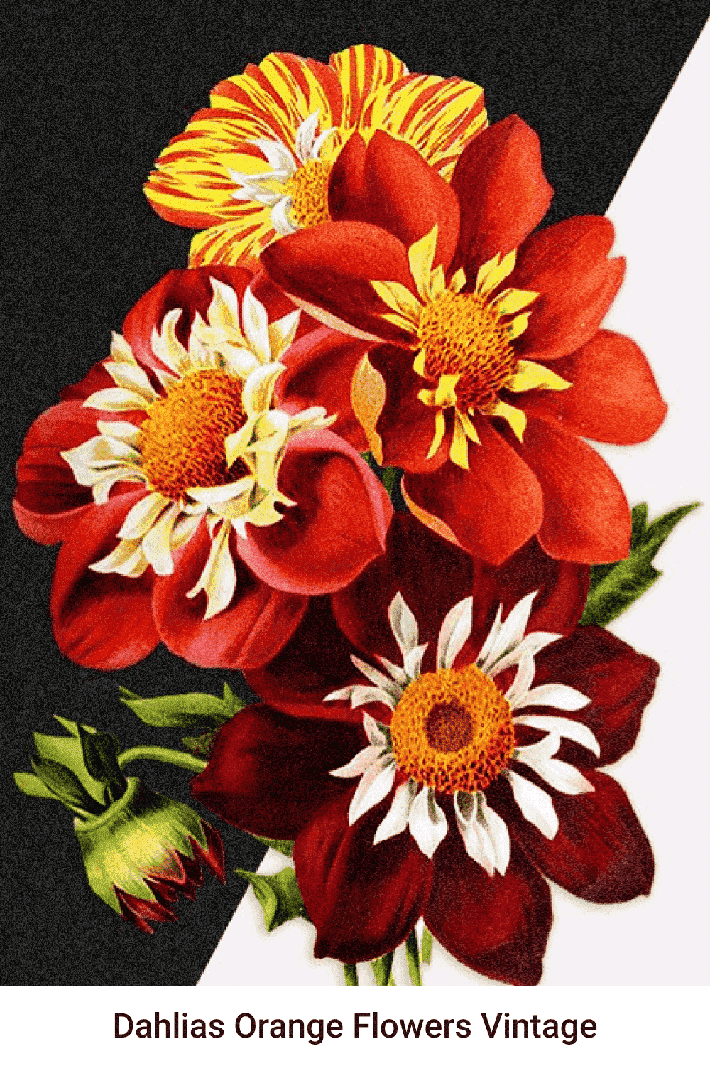 Dahlias Orange Flowers Vintage - Pinterest Image Preview.