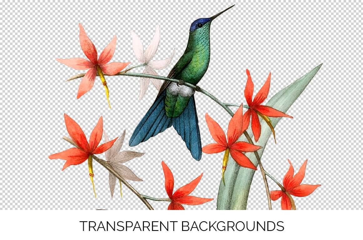 Image of a green hummingbird with a blue tail on a branch with red flowers on a colorless background.