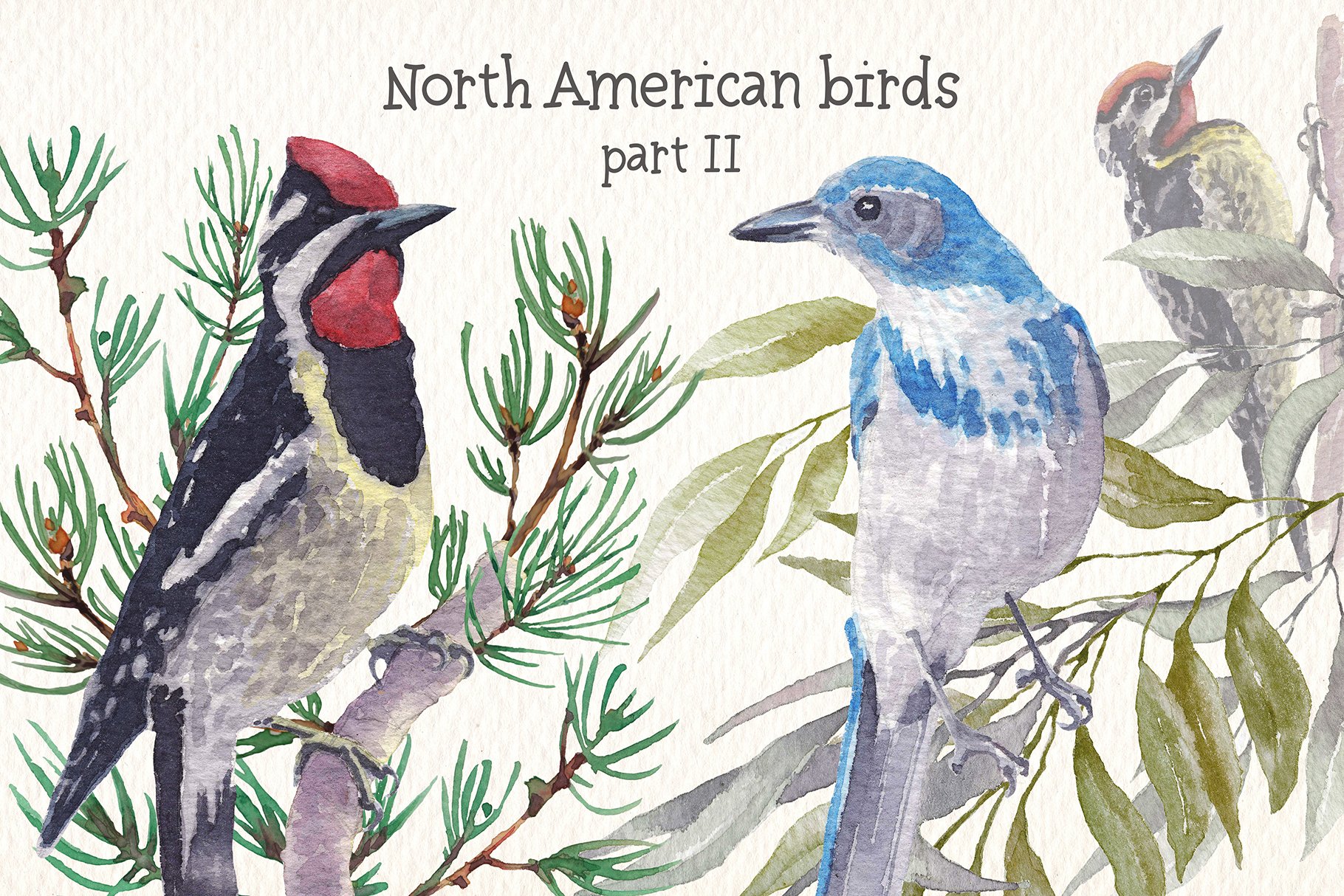 A pack of colorful birds from North America.