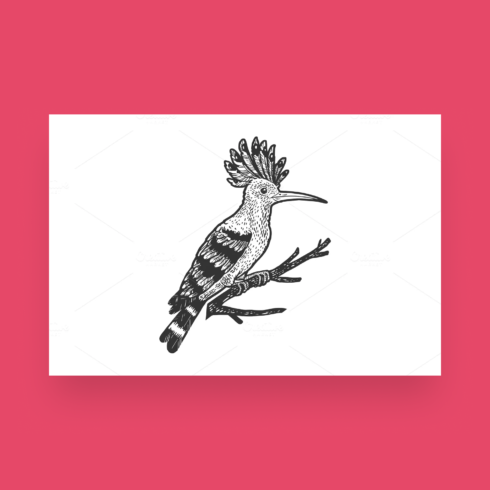 eurasian hoopoe bird sketch vector cover