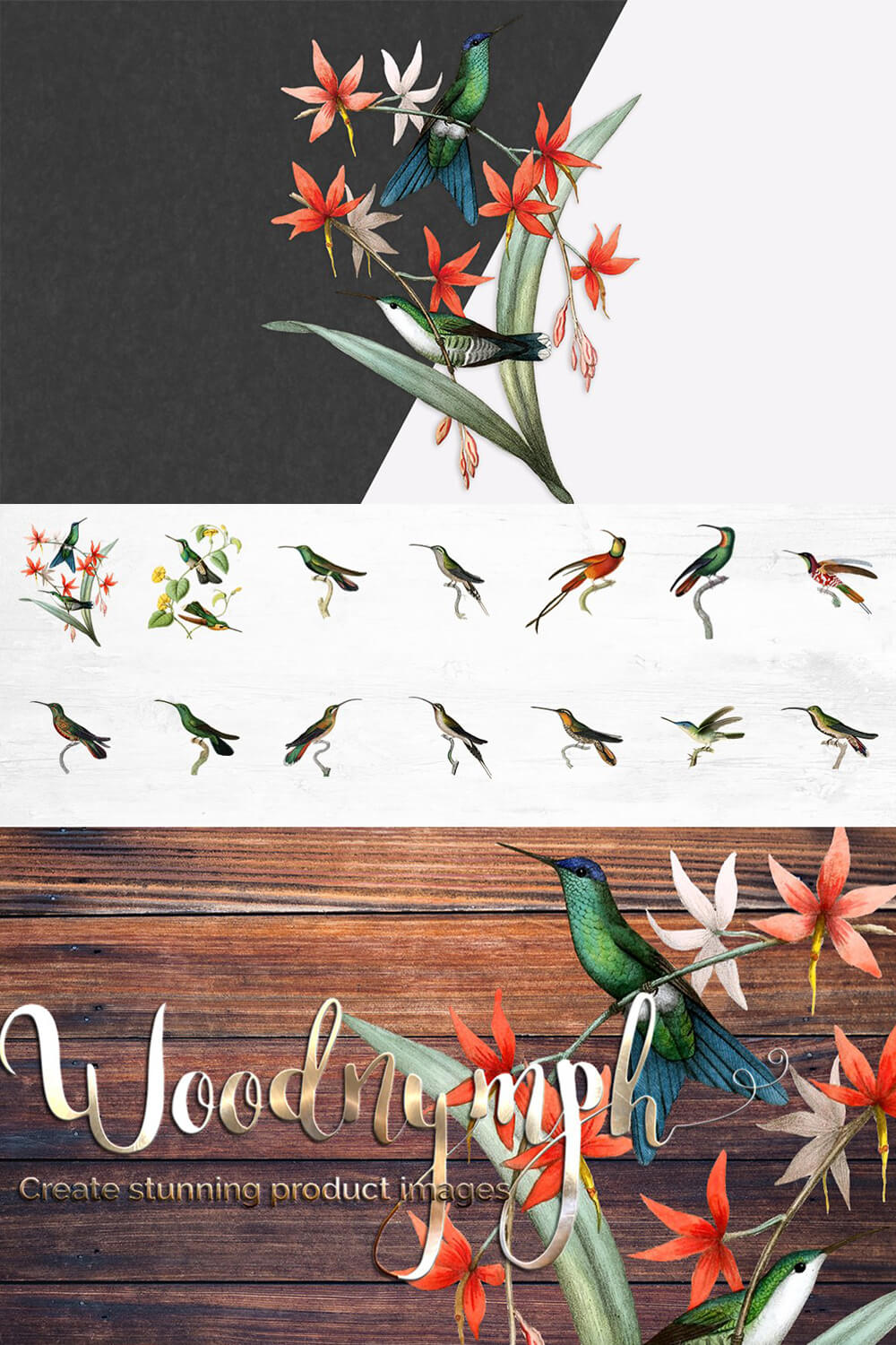 Colorful hummingbird on different backgrounds.